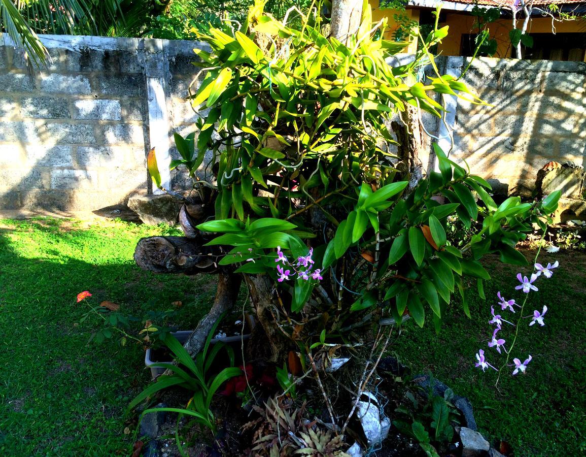 The Breeze Mirissa Bed and Breakfast Buitenkant foto
